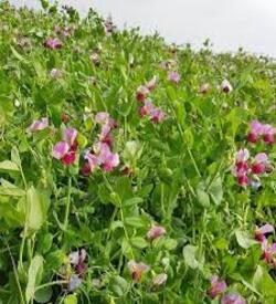 Yem Bezelyesi  10 Kg