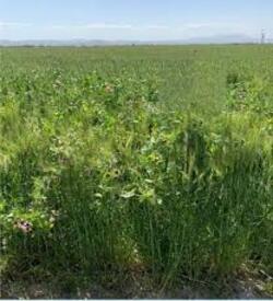 4’lü Karışım Yem Tohumu 10 Kg