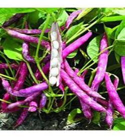 AMARANTO Fasulye Tohumu 10 Kg