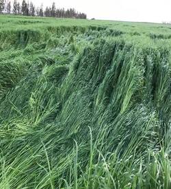 Ryegrass yem bitkisi 10 Kg
