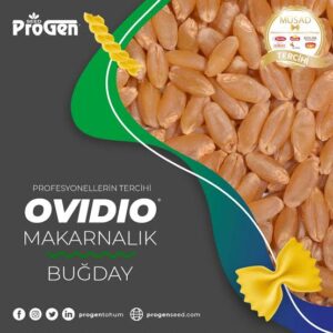 Ovidio buğday tohumu [makarnalık]