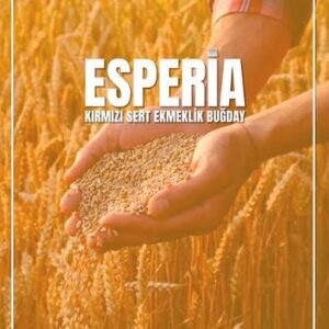 Esperia buğday tohumu [ekmeklik]