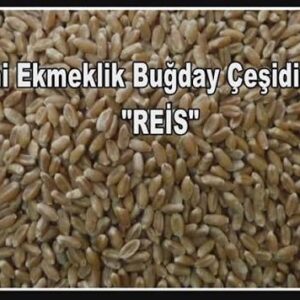 Reis buğday tohumu [ekmeklik]