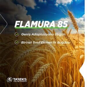 Flamura 85 Buğday tohumu [ekmeklik]