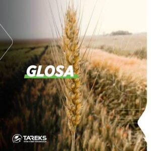 Glosa Buğday tohumu [ekmrklik]