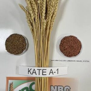 Kate-A1 buğday tohumu  [ekmeklik]