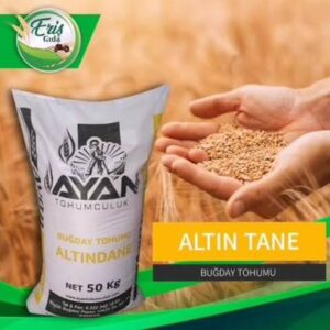 Altındane Buğday Tohumu [ekmeklik]