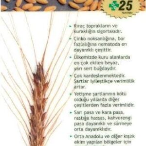 Gerek 79  buğday [ekmeklik]