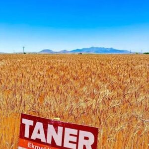 Taner buğday Tohumu [ekmeklik]