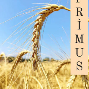 Primus buğday tohumu  [ekmeklik]