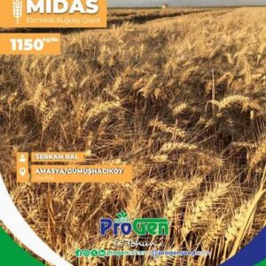 Midas buğday Tohumu [ekmeklik]