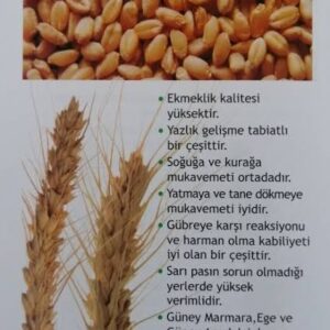 Kaşifbey-95 Bugday Tohumu [ekmeklik]