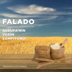Falado buğday Tohumu [ekmeklik]