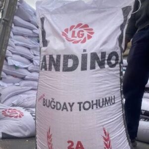 Andino Buğday Tohumu [ekmeklik]