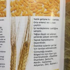 Zühre buğday tohumu [makarnalık]