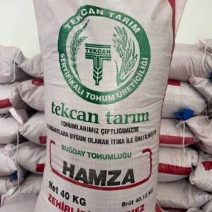 Hamza buğday tohumu [ekmeklik]