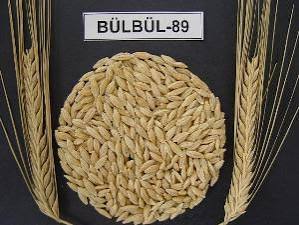 Bülbül Bugday Tohumu [ekmeklik]
