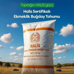 Halis buğday tohumu [ekmeklik]