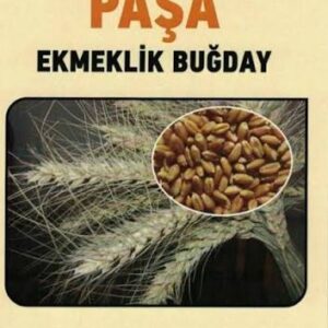Paşa Buğday Tohumu [ekmeklik]