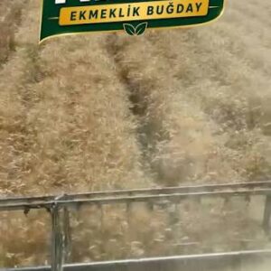 Nizar Buğday Tohumu [ekmeklik]
