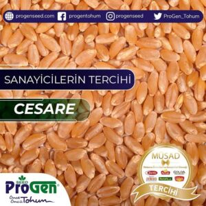 Sezar (Cesare) Bugday Tohumu [ekmeklik]