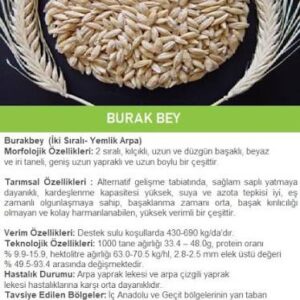Burakbey Arpa Tohumu [2 Sıralı]
