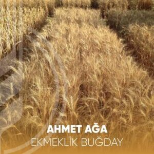 Ahmetağa buğday tohumu  [ekmeklik]