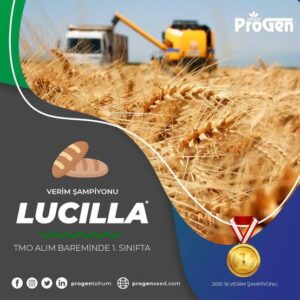 Lucilla buğday tohumu  [ekmeklik]