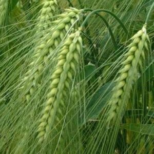 Zagorets Arpa Tohumu [2 Sıralı]