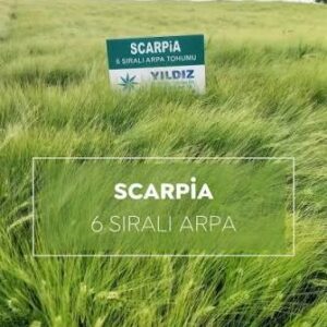 Scarpia Arpa Tohumu [6 Sıralı]