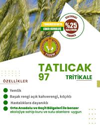 Tatlıcak 97 Tritikale Tohum
