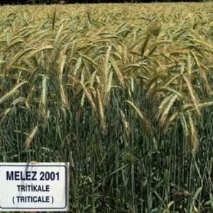 Melez-2001 Tirtikale Tohumu