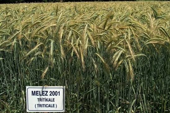 Melez-2001 Tirtikale Tohumu
