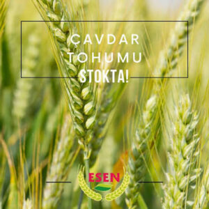 Çavdar Tohumu