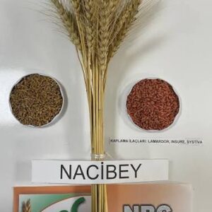 Naci Bey Buğday Tohumu [ekmeklik]